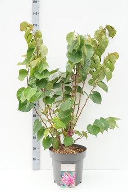 Cercis kininis (Lot Cercis chin.) 'Avondale' C12 50-80 CM