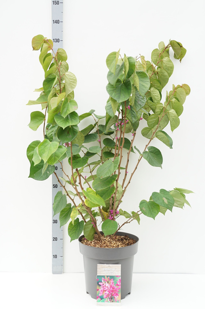 Cercis kininis (Lot Cercis chin.) 'Avondale' C12 50-80 CM
