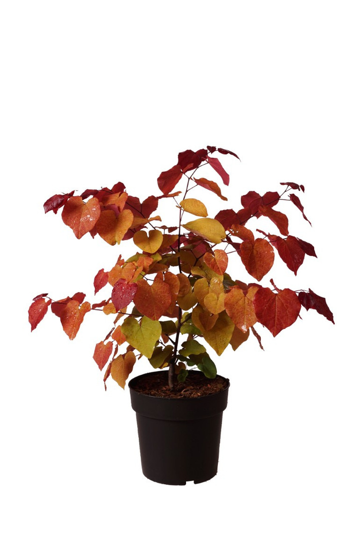 Cercis kanadinis (Lot Cercis can.) 'Eternal Flame' C5/P23 40-60 CM