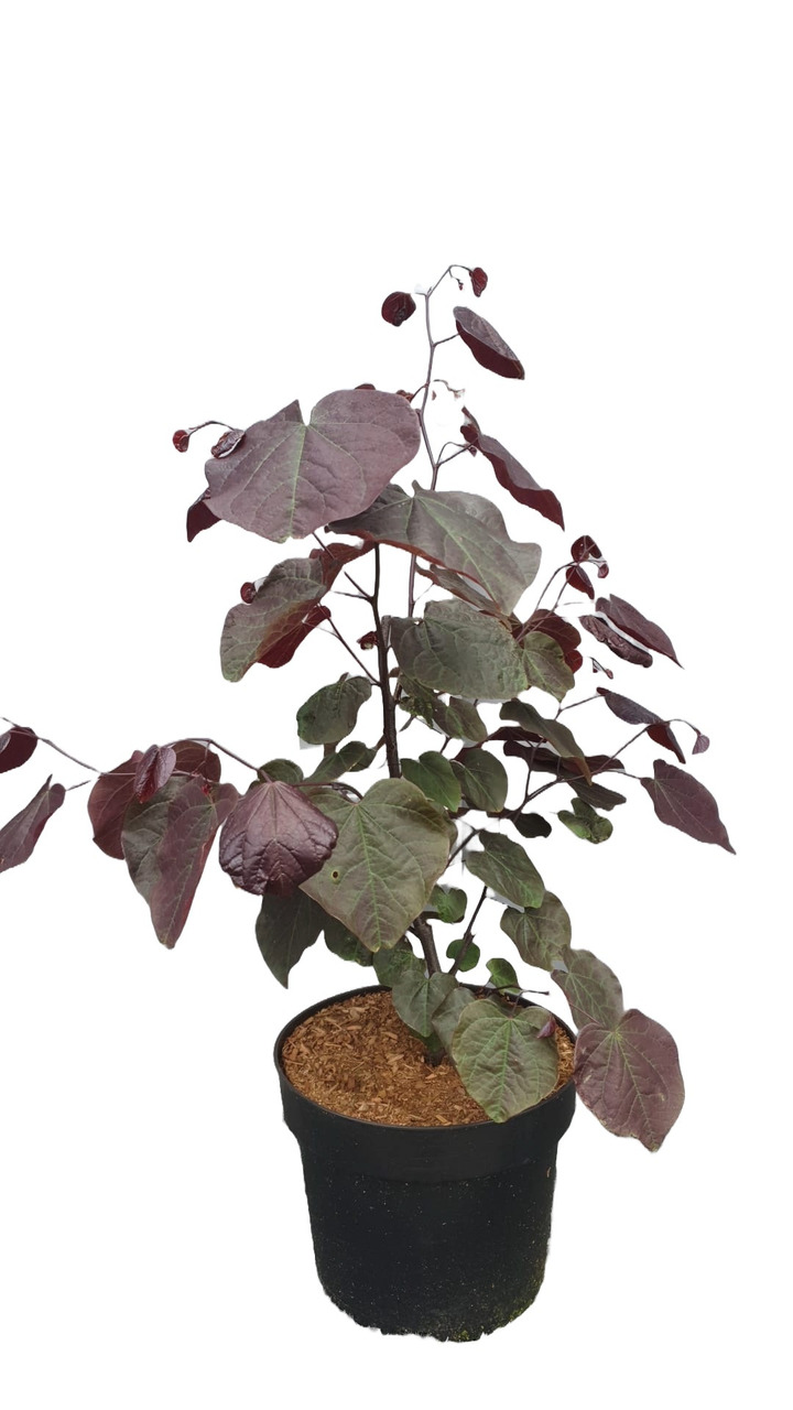 Kanadinis cercis (Lot Cercis can.) 'Forest Pansy' C7,5/P26 60-80 CM | CERCIAI | MEDŽIAI