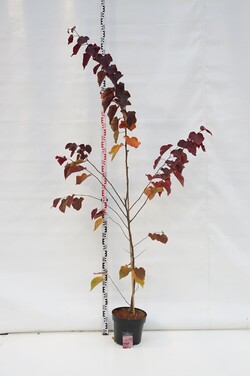 Cercis kanadinis (Lot Cercis can.) 'Forest Pansy' C10 150-175 CM