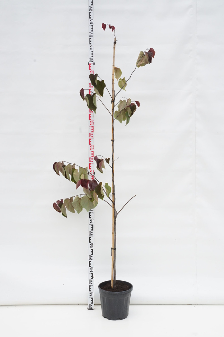 Cercis kanadinis (Lot Cercis can.) 'Forest Pansy' C10 200-250 CM