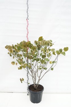 Cercis kanadinis (Lot Cercis can.) 'Forest Pansy' C30 125-150 CM