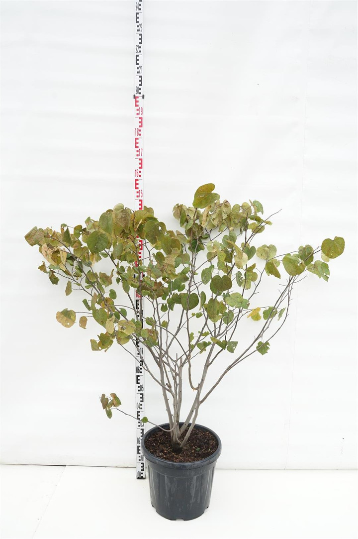 Cercis kanadinis (Lot Cercis can.) 'Forest Pansy' C30 125-150 CM