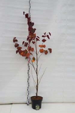 Cercis kanadinis (Lot Cercis can.) 'Merlot' C7,5/P26 125-150 CM