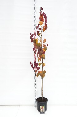 Cercis kanadinis (Lot Cercis can.) 'Merlot' C10 200-250 CM