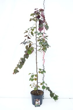 Cercis kanadinis (Lot Cercis can.) 'Ruby Falls' C20 175-200 CM