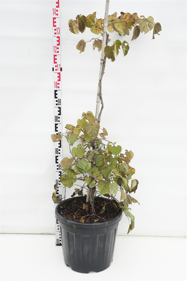 Cercis kanadinis (Lot Cercis can.) 'Ruby Falls' C30 125-150 CM
