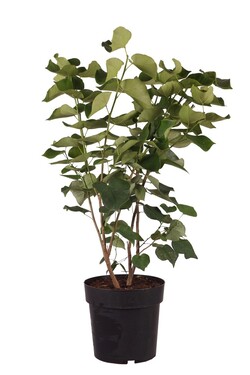 Kanadinis cercis (Lot Cercis can.) 'Shirobana' C5/P23 40-50 CM | CERCIAI | MEDŽIAI