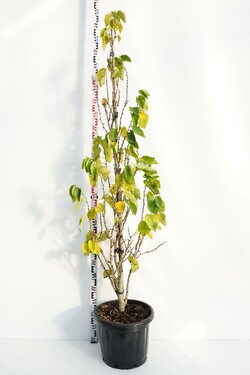Kanadinis cercis (Lot Cercis can.) 'Shirobana' C35 175-200 CM