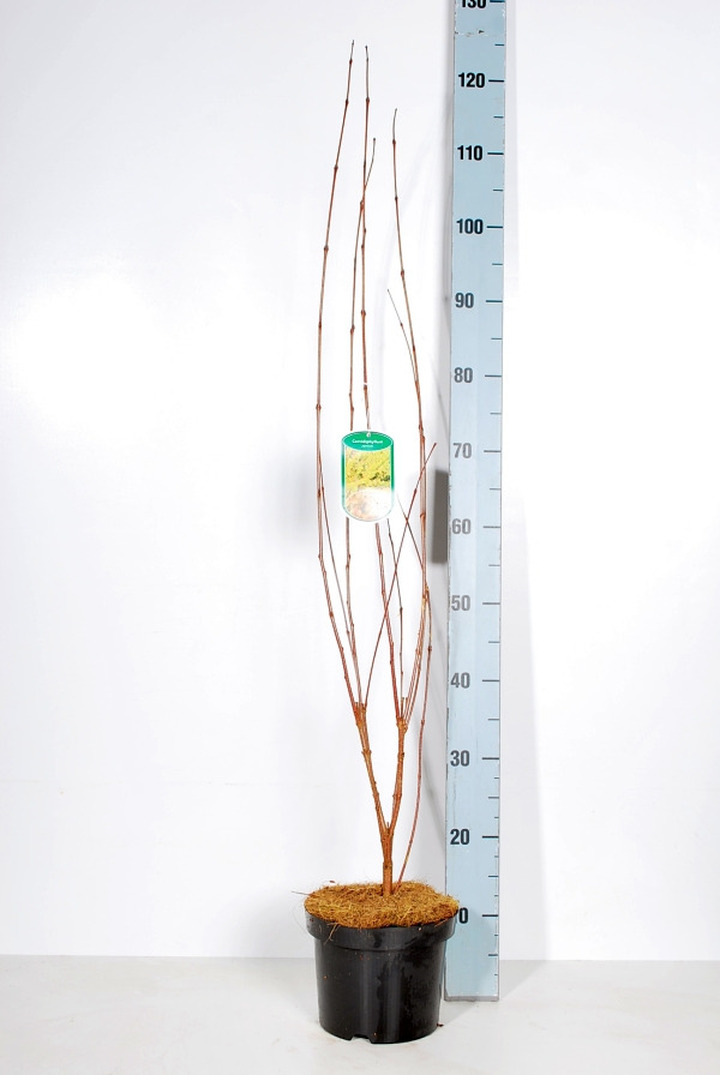 Puošmedis japoninis (Lot Cercidiphyllum japonicum)  C3/P19 60-80 CM