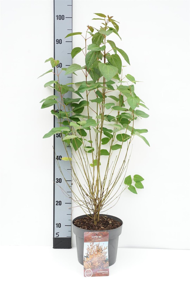 Puošmedis japoninis (Lot Cercidiphyllum japonicum)  C4/P21 60-80 CM