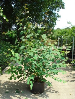 Puošmedis Japoninis (Lot Cercidiphyllum Japonicum) C12 150-175CM | PUOŠMEDŽIAI | MEDŽIAI