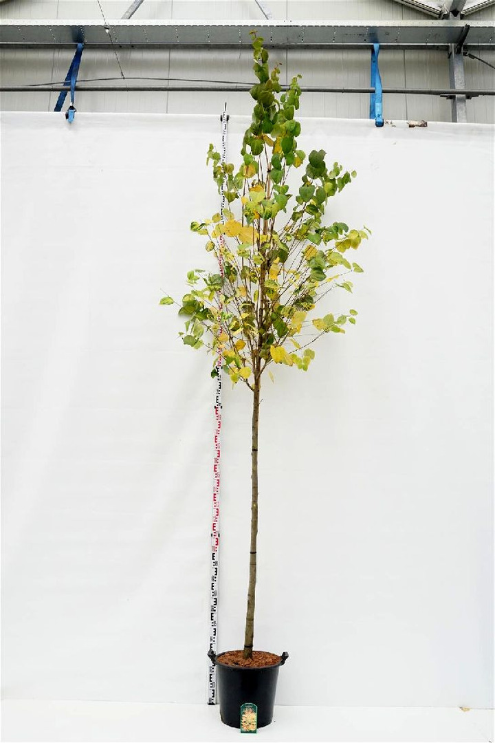 Puošmedis japoninis (Lot Cercidiphyllum japonicum) C35 KAMIENO APIMTIS 12-14 CM STANDARD | PUOŠMEDŽIAI | MEDŽIAI