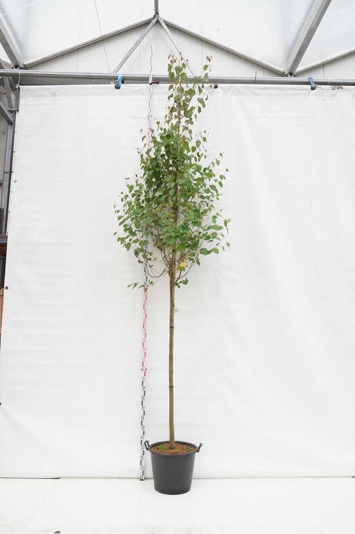 Puošmedis japoninis (Lot Cercidiphyllum japonicum)  C50 KAMIENO APIMTIS 12-14 CM STANDARD