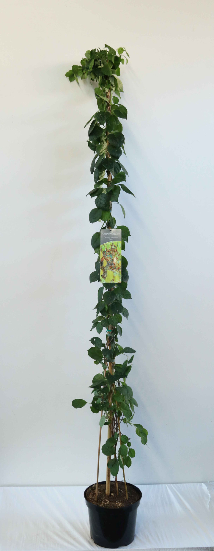 Apskritalapis smaugikas (Lot Celastrus orb.) 'Diana' C7,5/P26 150-200 CM | SMAUGIKAI | VIJOKLINIAI