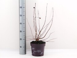 Galvožis vakarinis (Lot Cephalanthus o.) 'Fiber Optics' C3/P19 | GALVOŽIAI | KRŪMAI