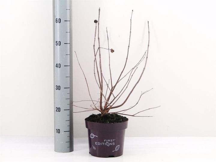 Galvožis vakarinis (Lot Cephalanthus o.) 'Fiber Optics' C3/P19 | GALVOŽIAI | KRŪMAI
