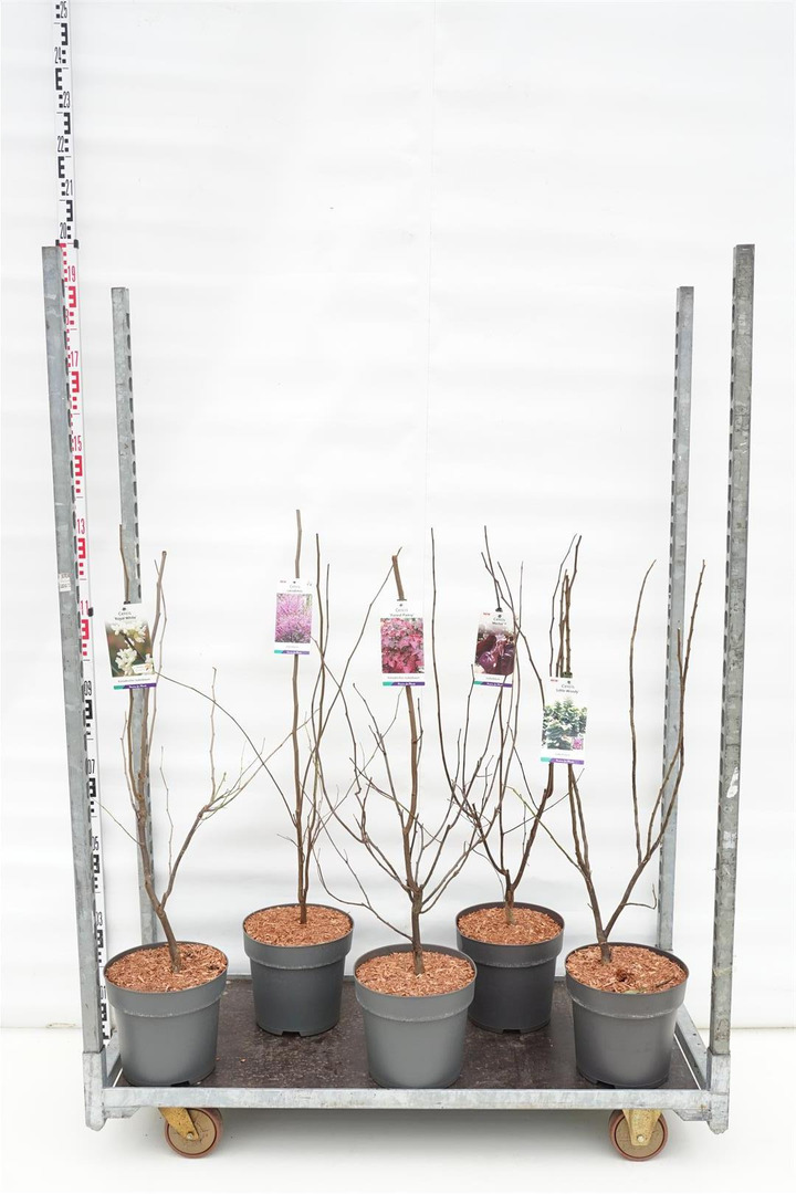 Cercis kanadinis MIX (Lot Cercis in)  C10 80-100 CM 2x2 'Forest Pansy' & 'Royal White' & 2x3 'Little Woody' & 'Merlot'