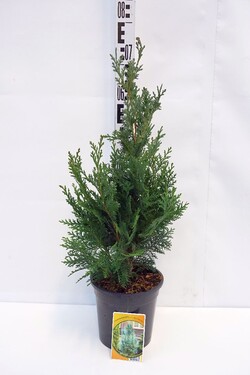 Puskiparisis lausono (Lot Chamaecyparis l.) 'Pelt's Blue' C3/P19 50-60 CM