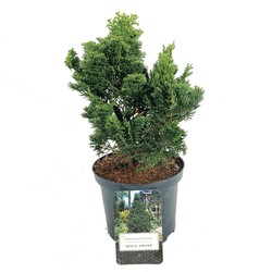 Puskiparisis bukasis (Lot Chamaecyparis o.) 'Rigid Dwarf' C2,5/P18 20-25 CM | PUSKIPARISIAI | SPYGLIUOČIAI