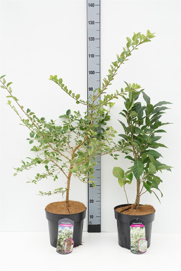 Sniegmedis MIX (Lot Chionanthus in)  C6,5/P24 60-80 CM  8x retusus & 7x virhginicus