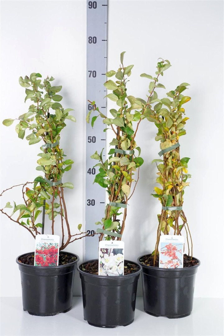 Sniegmedis MIX (Lot Chaenomeles in)  C3/P19 40-50 CM 3x7 'Jet Trail', 'Orange Trail' & 'Red Trail'