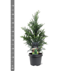 Puskiparisis lausono (Lot Chamaecyparis l.) 'Columnaris' C3/P19 50-60 CM