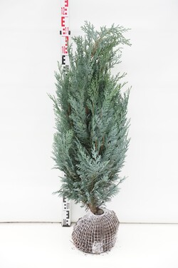 Puskiparisis lausono (Lot Chamaecyparis l.) 'Columnaris' 80-100 CM RB