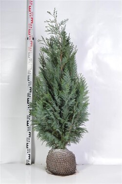 Puskiparisis lausono (Lot Chamaecyparis l.) 'Columnaris' 100-120 CM RB