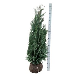 Puskiparisis lausono (Lot Chamaecyparis l.) 'Columnaris' 140-160 CM RB - nuotrauka 1