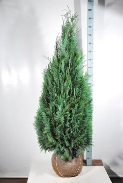 Puskiparisis lausono (Lot Chamaecyparis l.) 'Columnaris' 160-180 CM RB