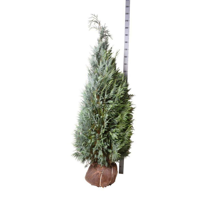 Puskiparisis lausono (Lot Chamaecyparis l.) 'Columnaris' 160-180 CM RB EXTRA TRNSPL