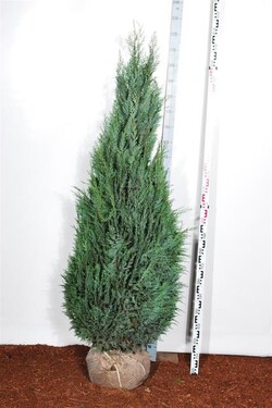 Puskiparisis lausono (Lot Chamaecyparis l.) 'Columnaris' 180-200 CM RB EXTRA TRNSPL