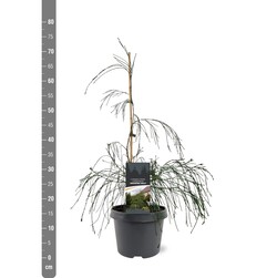 Puskiparisis lausono (Lot Chamaecyparis l.) 'Drooping Solo' C3/P19 40-50 CM - nuotrauka 1