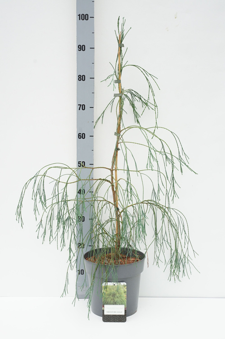 Puskiparisis lausono (Lot Chamaecyparis l.) 'Drooping Solo' C5/P23 80-100 CM