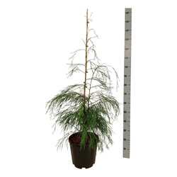 Puskiparisis lausono (Lot Chamaecyparis l.) 'Drooping Solo' C15 100-125 CM