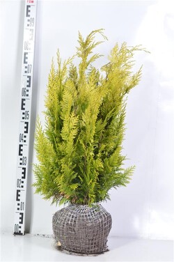 Puskiparisis lausono (Lot Chamaecyparis l.) 'Ivonne' RB 60-80 CM