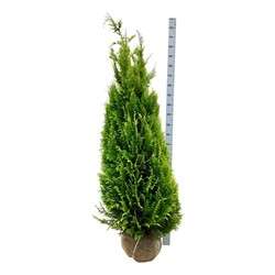 Puskiparisis lausono (Lot Chamaecyparis l.) 'Ivonne' 160-180 CM RB EXTRA - nuotrauka 1