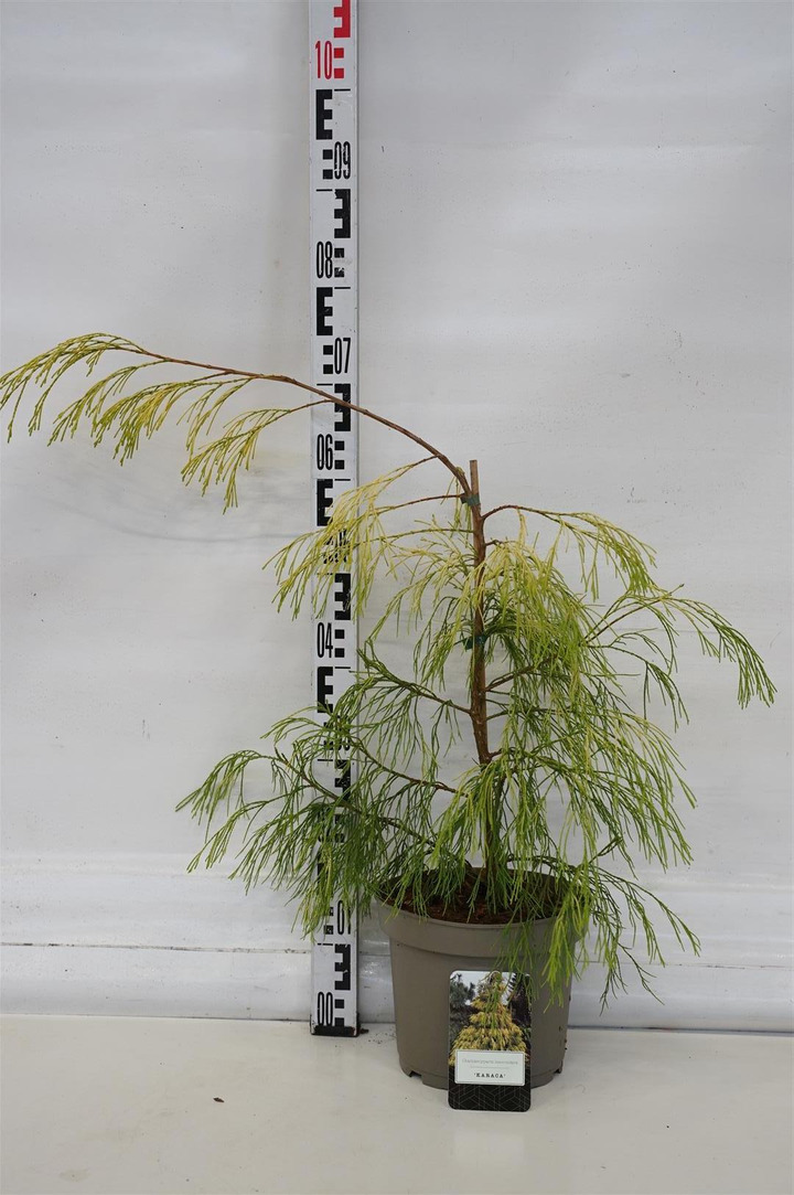 Puskiparisis lausono (Lot Chamaecyparis law.) 'Karaca' C5/P23 60-80 CM
