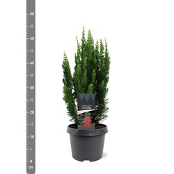 Puskiparisis lausono (Lot Chamaecyparis l.) 'Little Spire' C3/P19 30-40 CM