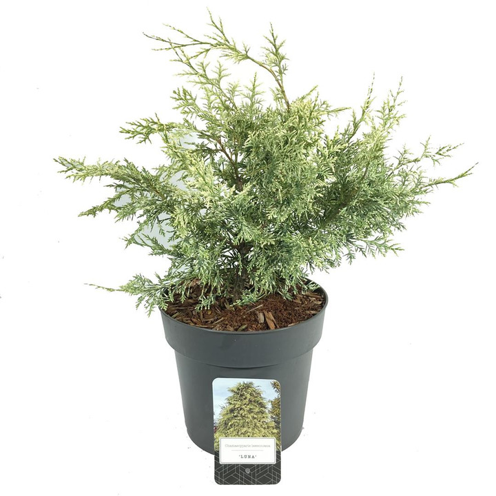 Puskiparisis lausono (Lot Chamaecyparis l.) 'Luna' C5/P23 30-40 CM | PUSKIPARISIAI | SPYGLIUOČIAI