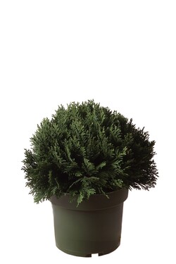 Puskiparisis lausono (Lot Chamaecyparis l.) 'Minima Glauca' C4/P21 20-25 CM