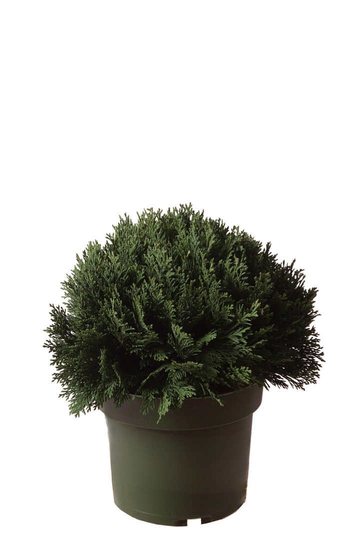 Puskiparisis lausono (Lot Chamaecyparis l.) 'Minima Glauca' C4/P21 20-25 CM