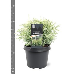 Puskiparisis lausono (Lot Chamaecyparis l.) 'Pearly Swirl's' C3/P19 25-30 CM