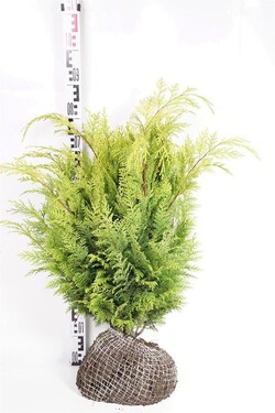 Puskiparisis lausono (Lot Chamaecyparis l.) 'Stardust' RB 60-80 CM