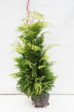 Puskiparisis lausono (Lot Chamaecyparis l.) 'Stardust' 100-125 CM RB