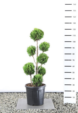 Puskiparisis lausono (Lot Chamaecyparis l.) 'Stardust' MULTIB 80-100 CM EXTRA C25