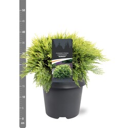 Puskiparisis lausono (Lot Chamaecyparis l.) 'Sunkist' C5/P23 30-40 CM