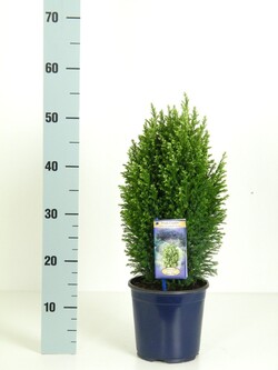 Puskiparisis lausono (Lot Chamaecyparis l.) 'Snow White' C2/P17 30-40 CM